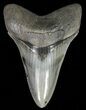 Serrated, Lower Megalodon Tooth - Georgia #69768-1